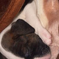 Dolcissima cucciola amstaff