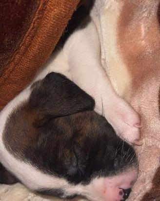 Dolcissima cucciola amstaff