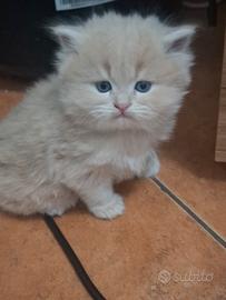 gatti siberiani molto brave 