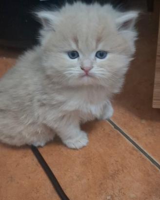 gatti siberiani molto brave 