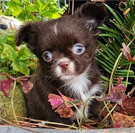 Chihuahua Pelo Lungo Chocolate