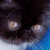 Cuccioli di Gatto Persiano