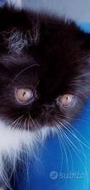 Cuccioli di Gatto Persiano