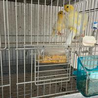 Arricciati del nord femmina