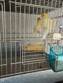 Arricciati del nord femmina