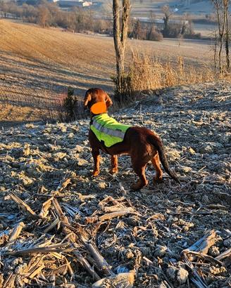 Alpenlaendische dachsbracke simil