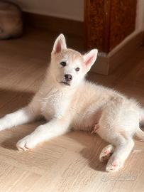 Siberian Husky