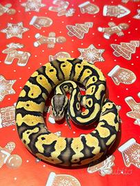 Ball Phyton, Pitone Reale, rettili, serpenti