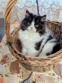 Gattino Persiano Bicolore Maschietto