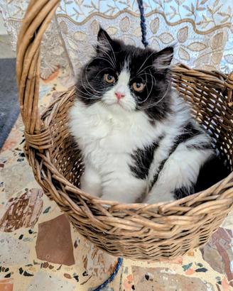 Gattino Persiano Bicolore Maschietto