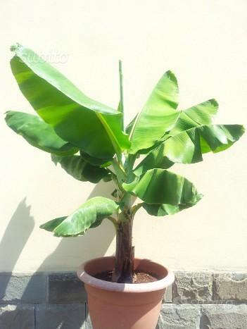 Banano pianta in vaso verde