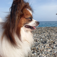 Papillon per accoppiamento