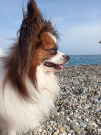 Papillon per accoppiamento