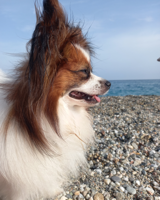 Papillon per accoppiamento