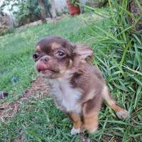 Chihuahua con Pedigree disponibili