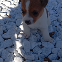 Cani di Jack Russel
