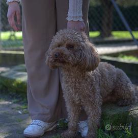 Splendido Barboncino Nano Rosso/Fulvo con Pedigree