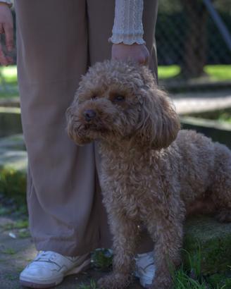 Splendido Barboncino Nano Rosso/Fulvo con Pedigree