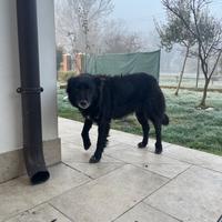 Cagna incrocio Pastore Belga (2017)