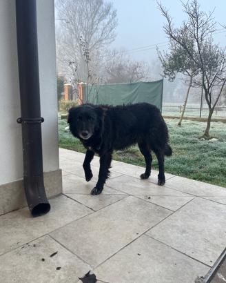 Cagna incrocio Pastore Belga (2017)