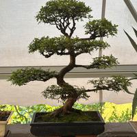 Bonsai