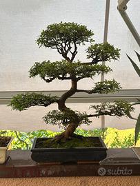 Bonsai