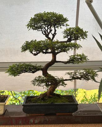 Bonsai