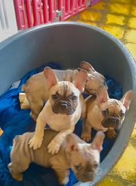 Bulldog francese
