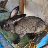 Conigli incrociati con gigante