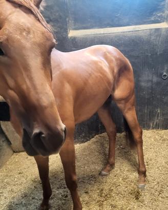 Cavallo castrone psi a Merano