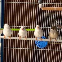 Diamantini mandarini