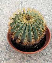 Cuscino di suocera o Echinocactus Grusonii