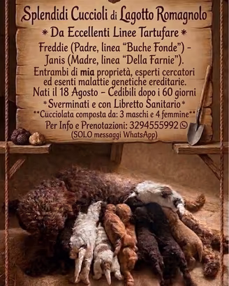 Cuccioli Lagotto Romagnolo