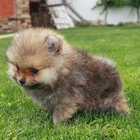 Spitz pomerania mini toy