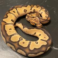 Ball Phton, Pitone Reale, Rettili, Serpenti