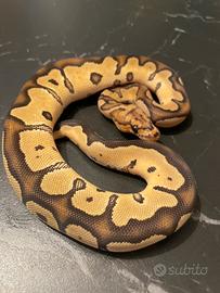 Ball Phton, Pitone Reale, Rettili, Serpenti