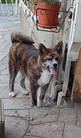 Cucciolo akita rimborso spese
