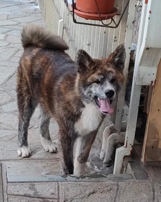 Cucciolo akita rimborso spese