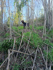 Cane drhathaar maschio