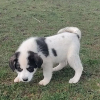 Cane da pastore del Bucovina