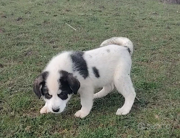 Cane da pastore del Bucovina