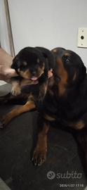 Rottweiler cucciolo