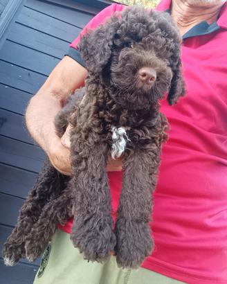 Lagotto Romagnolo cuccioli