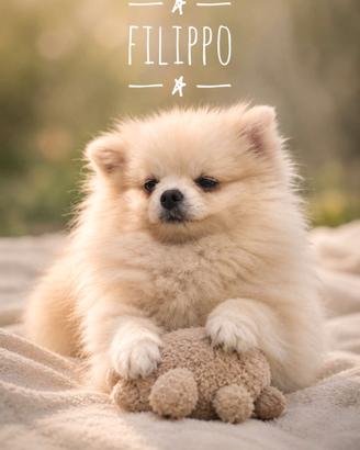 Volpino di pomerania