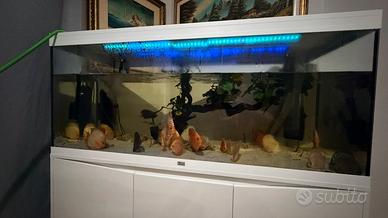 Acquario da 500 litri