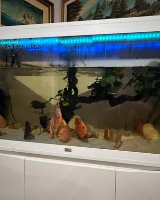 Acquario da 500 litri