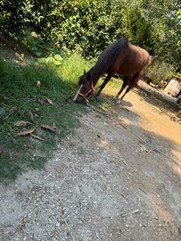 Super pony