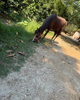 Super pony
