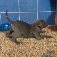 Cuccioli di cane corso