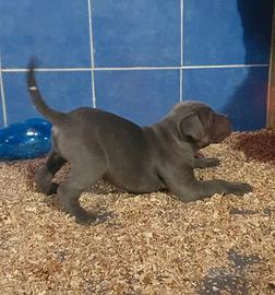 Cuccioli di cane corso